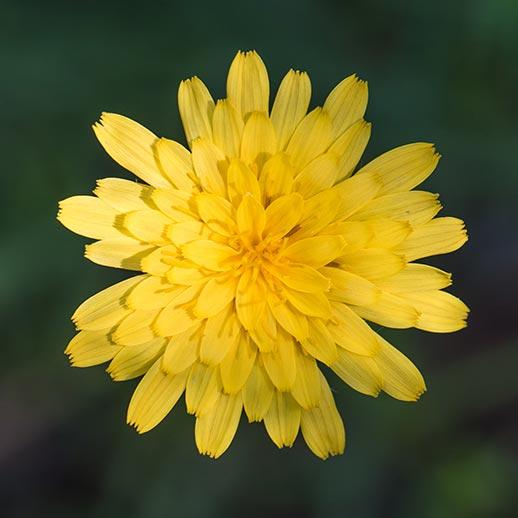 Dandelion flower close up