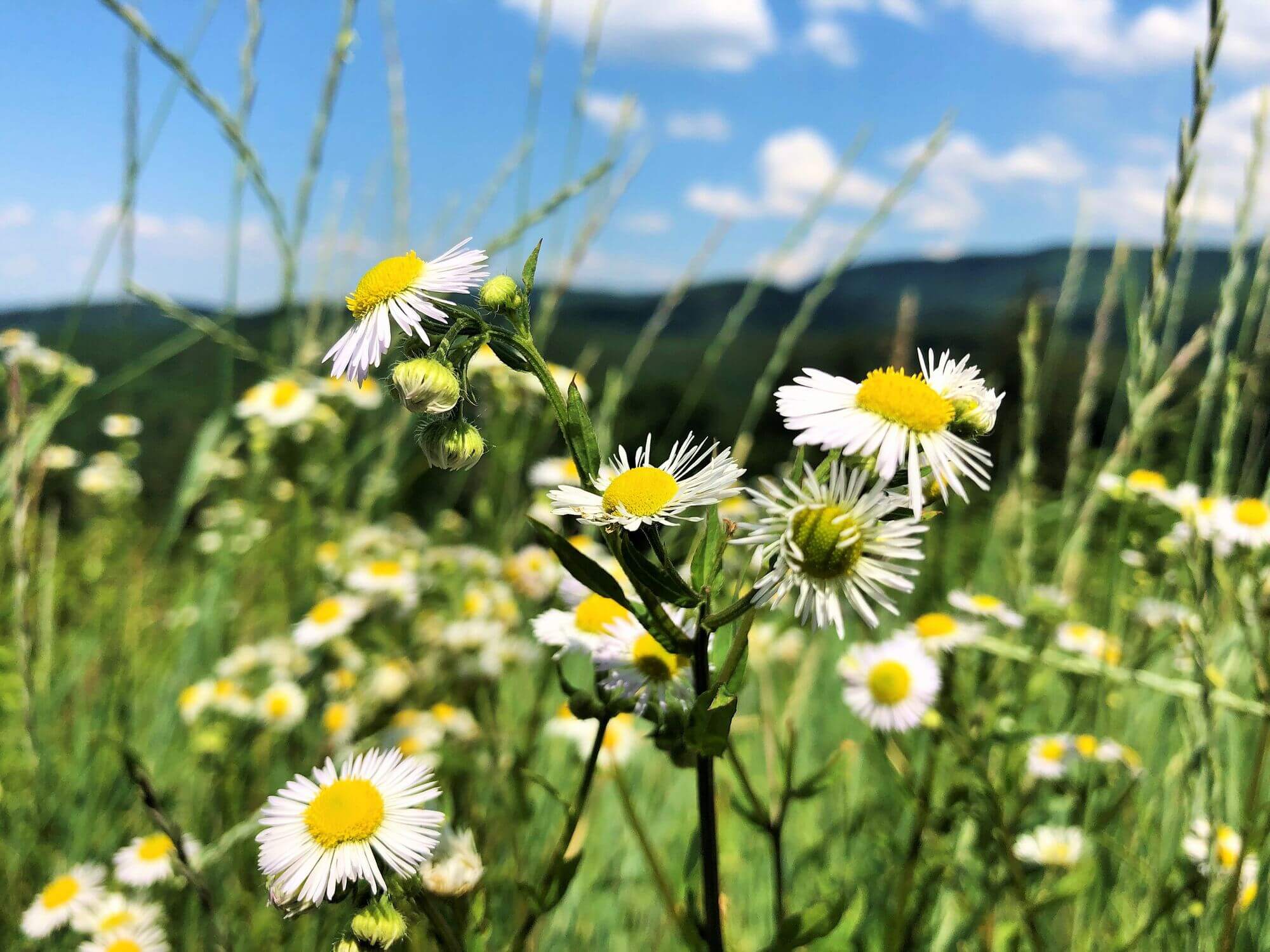 Chamomile