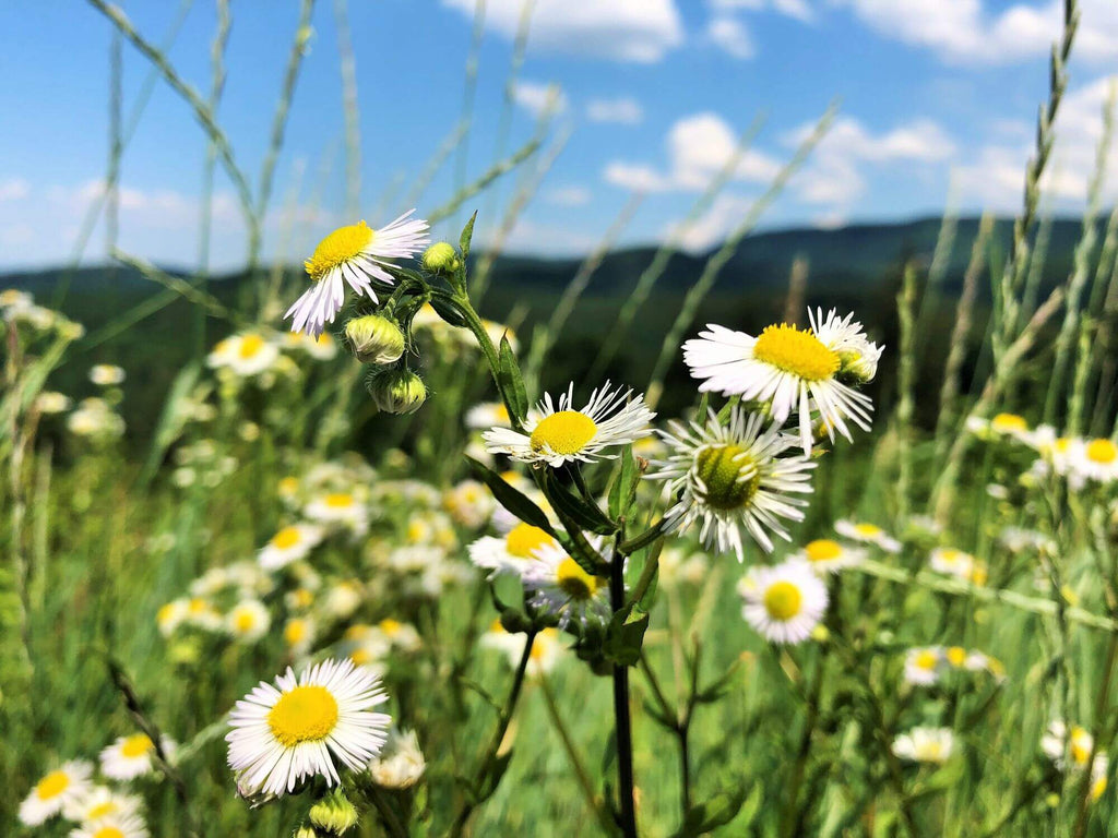 How to Use Chamomile Benefits, Usage, History, & Side Effects Gaia Herbs®