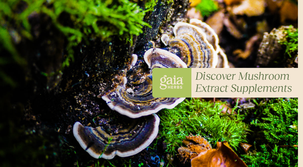 Mushroom Extract Supplements