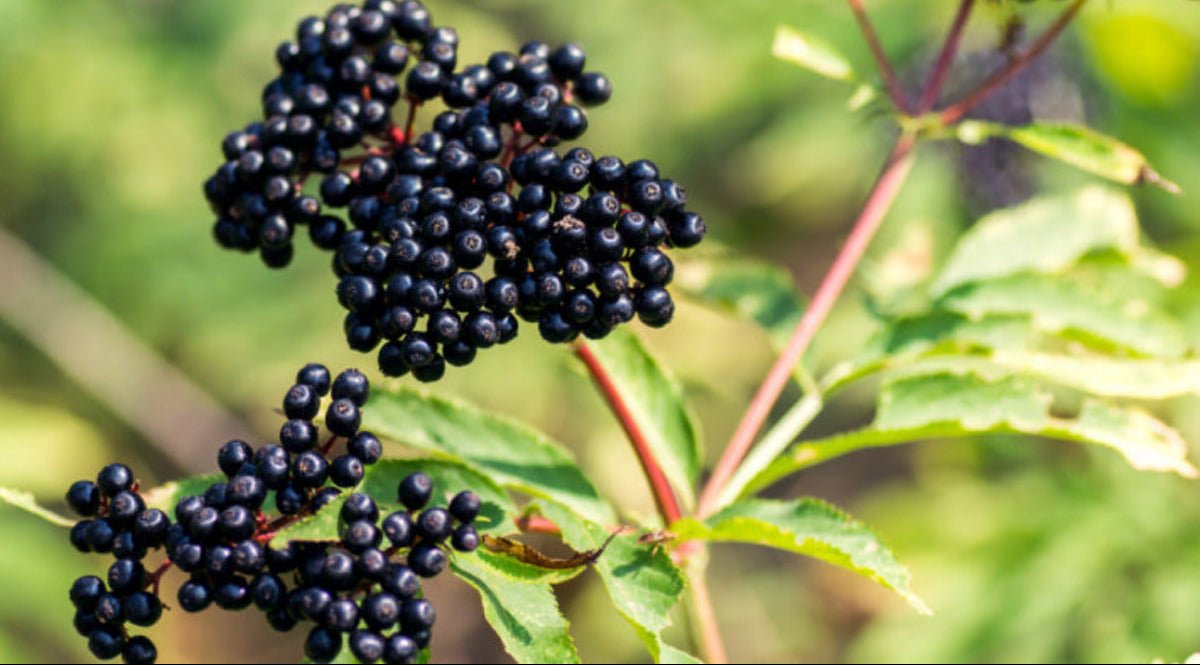 Best Elderberry Supplements in 2026: Gummies, Syrup, and What to Look For - Gaia Herbs