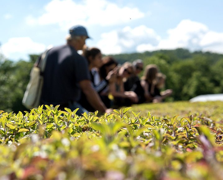 Our Day On Gaia Herbs’ 350-Acre Farm in North Carolina - Gaia Herbs