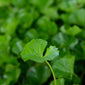Gotu Kola leaf close up