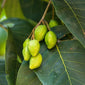 Haritaki fruit close up
