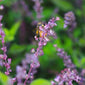 Holy basil with pollinating bee close up