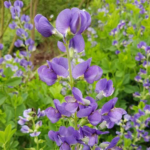 Inco Flower Indigo