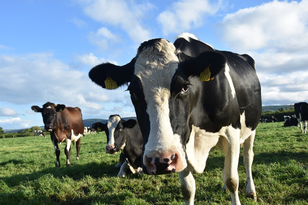 Colostrum