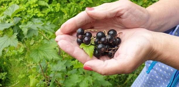 Vitex berry benefits for women