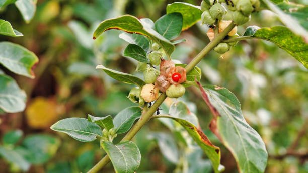 When to take ashwagandha