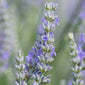 Gaia Herbs Grown Lavender close up
