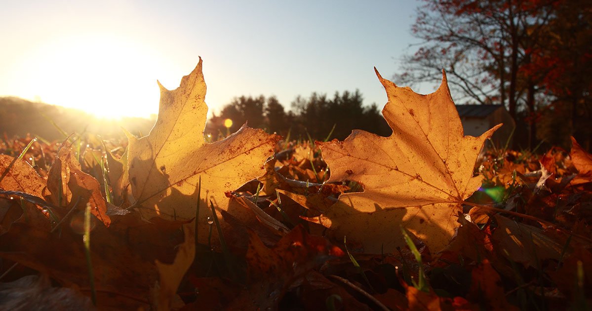 Fall leaves with sunset backdrop at Gaia farm