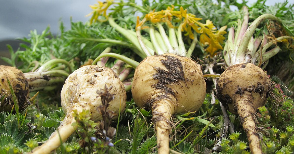 Maca herb bundle