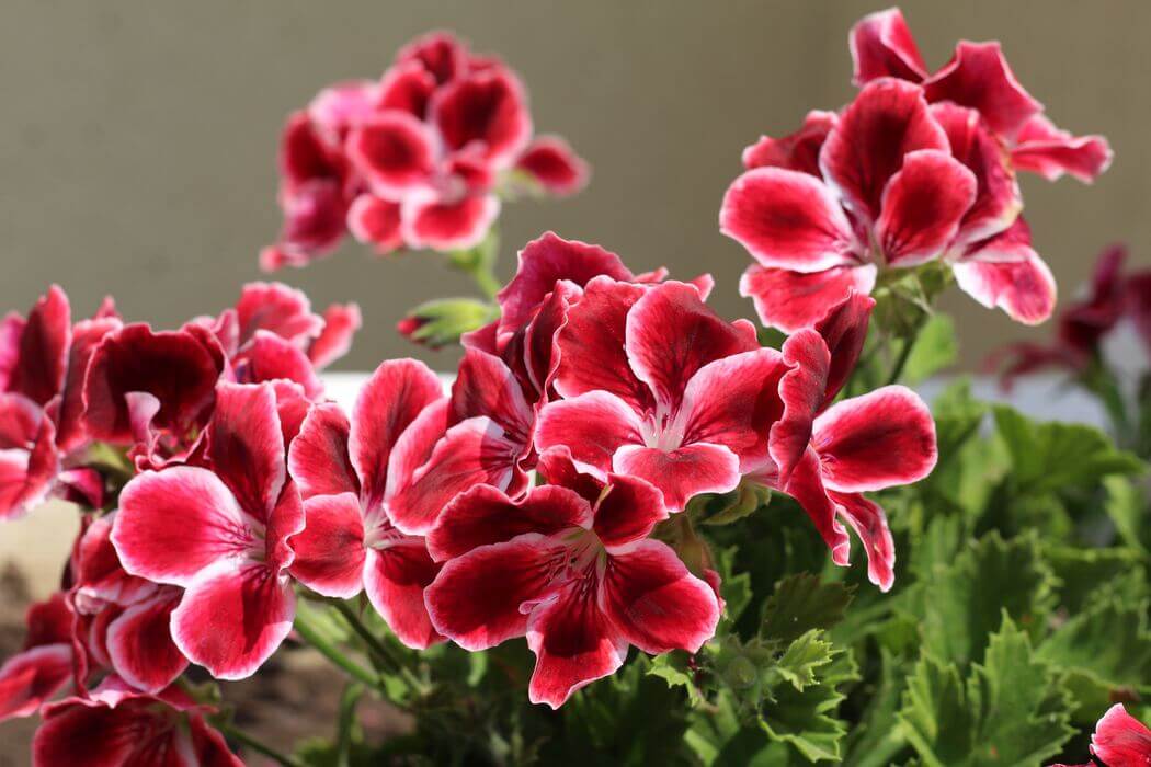 The Fascinating Usage and Benefits Of Pelargonium Sidoides (African Geranium) - Gaia Herbs
