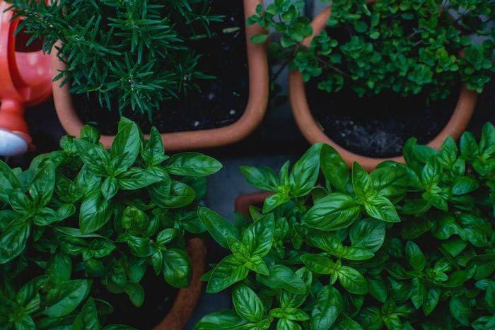Herbalism