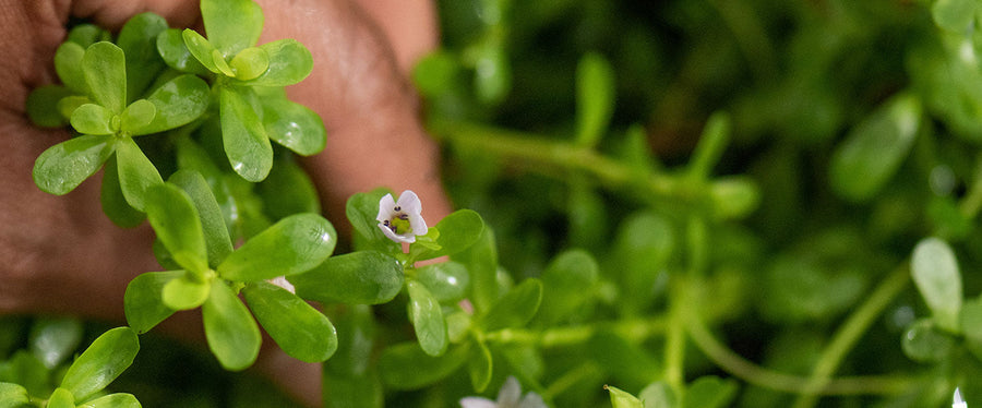 african american man's hand holding bacopa