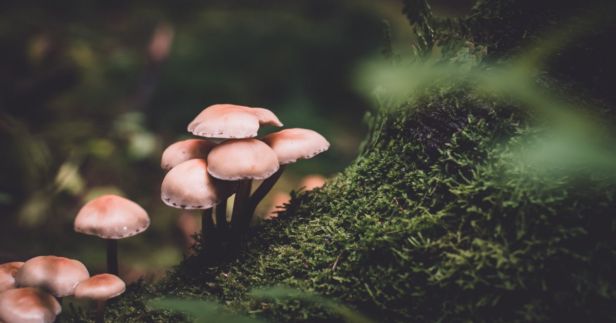 wild mushrooms