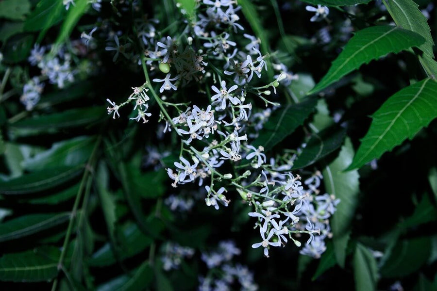 Neem Oil