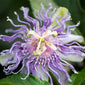 Vibrant passionflower close up