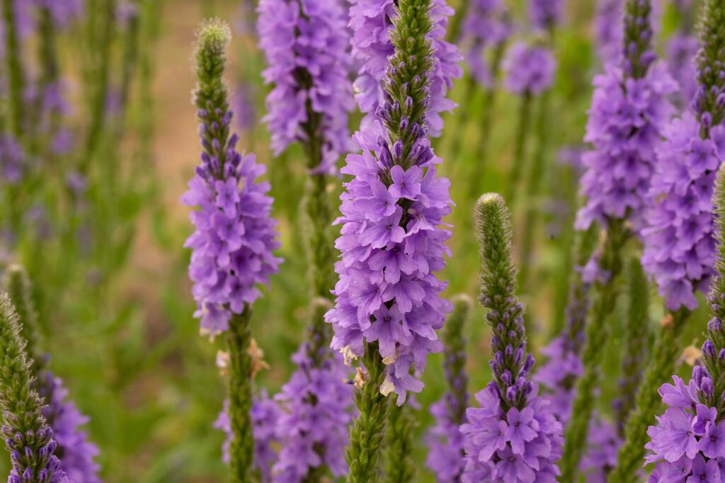 Vervain, blue vervain benefits, verbena