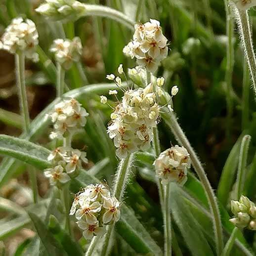 Psyllium husk