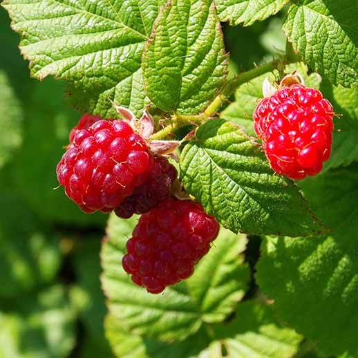 Red Raspberry
