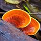 Pair of reishi mushrooms close up