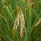 Rice grain plant close up