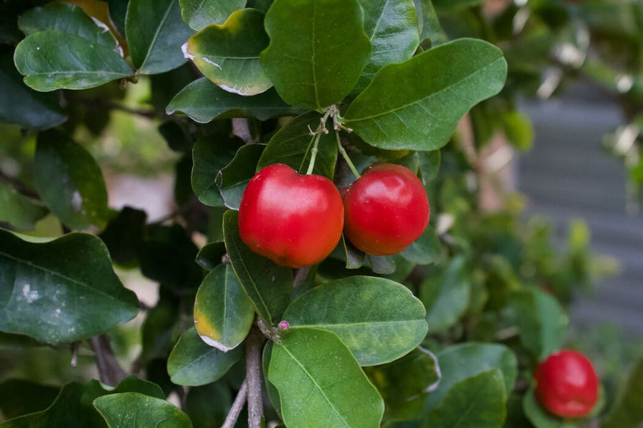 Acerola cherry/malpighia emarginata