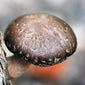 Shiitake mushroom close up