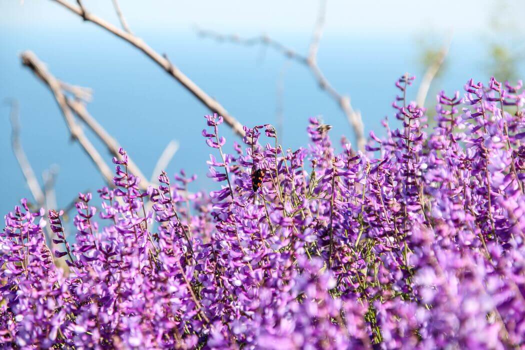 Alfalfa benefits