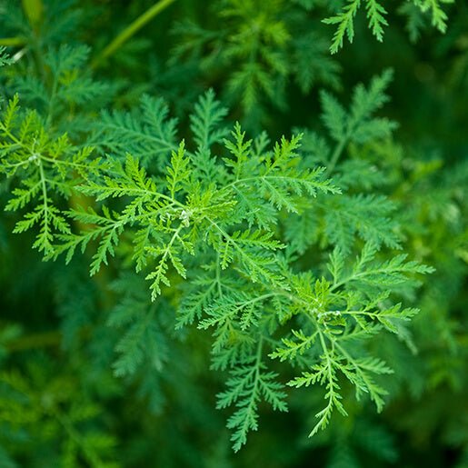 Sweet Wormwood - Gaia Herbs