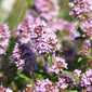 Thyme flower close up