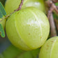 Triphala fruit close up