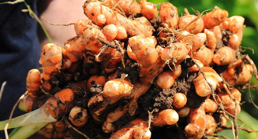 Man holding bundle of raw turmeric at Gaia Herbs Costa Rica farm