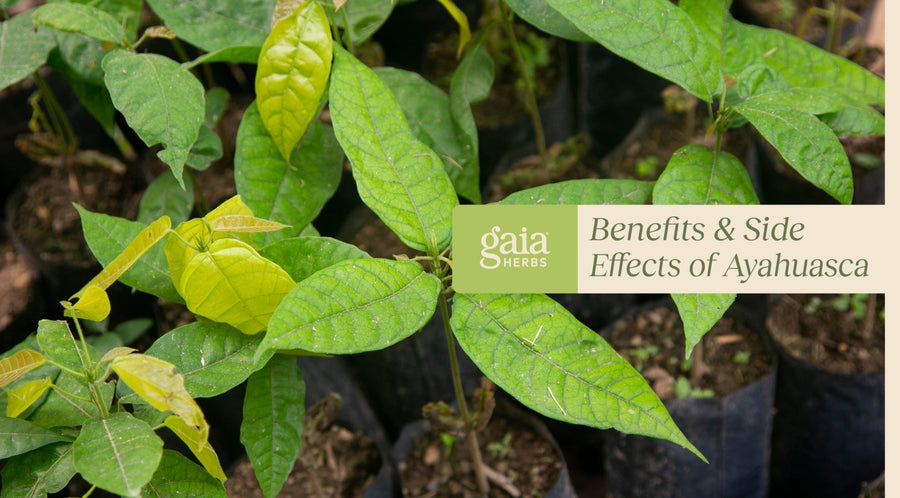 What Is Ayahuasca? Benefits, Side Effects, & Contraindications - Gaia Herbs
