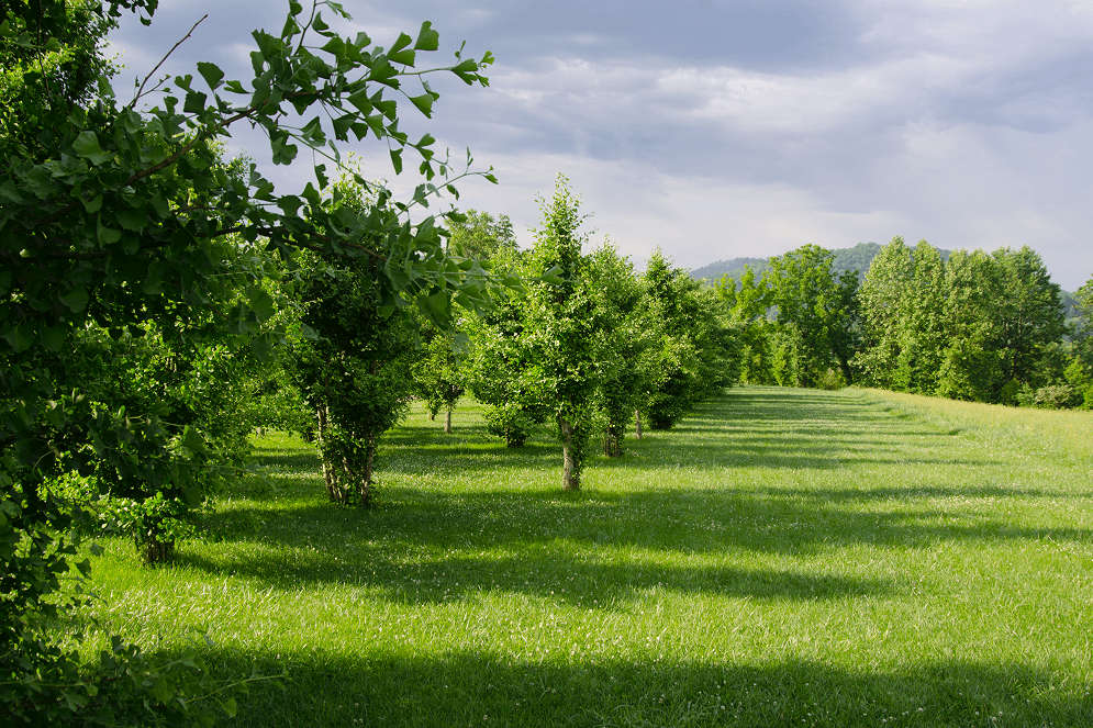 <p>Ginkgo Supplements</p>