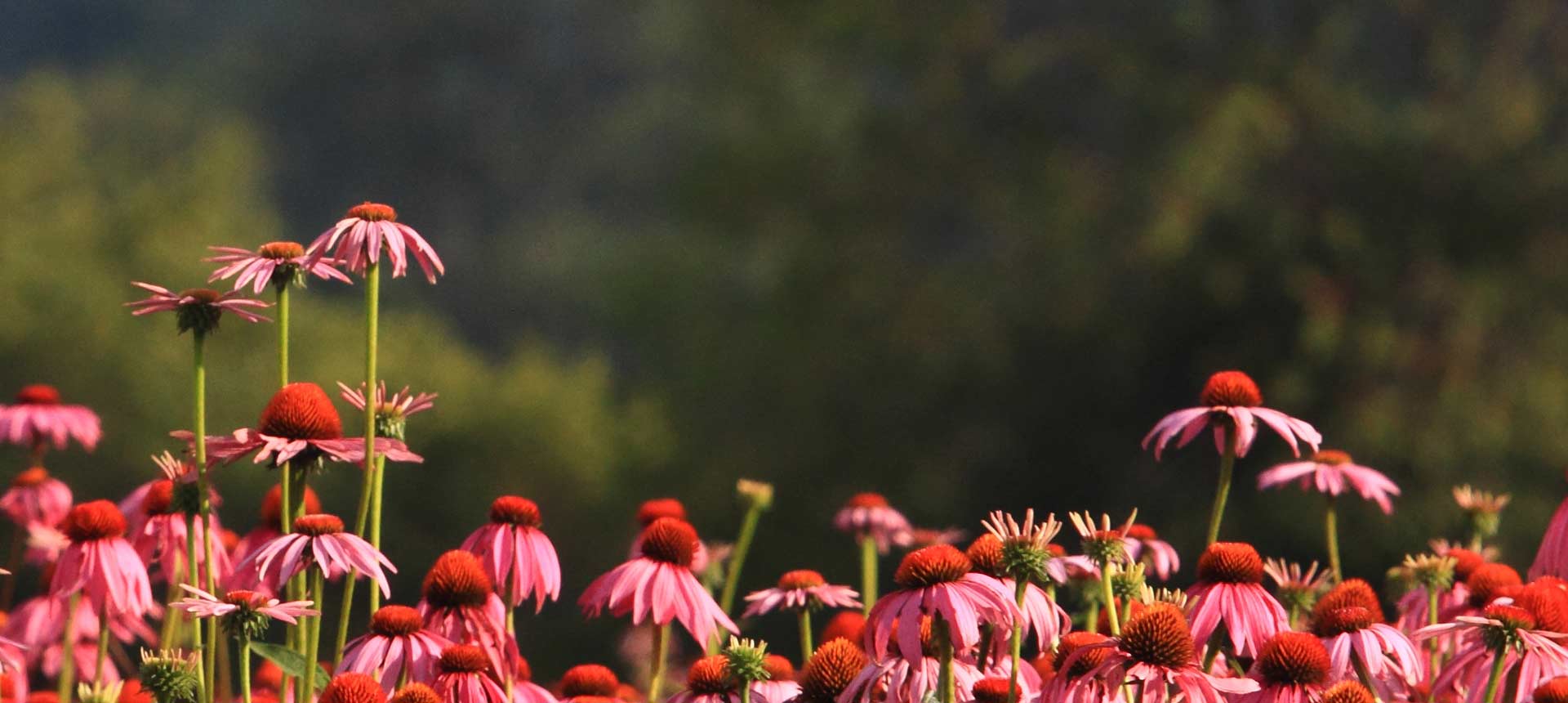 <p>Limited Time Savings</p>