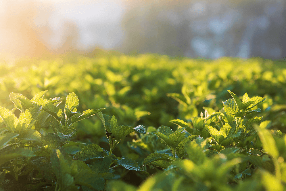 <p>Calming Lemon Balm Supplements</p>