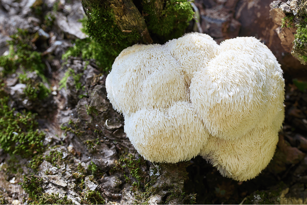 <p>Lion's Mane Supplements</p>