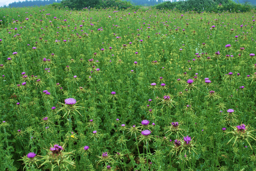<p>Milk Thistle Supplements</p>