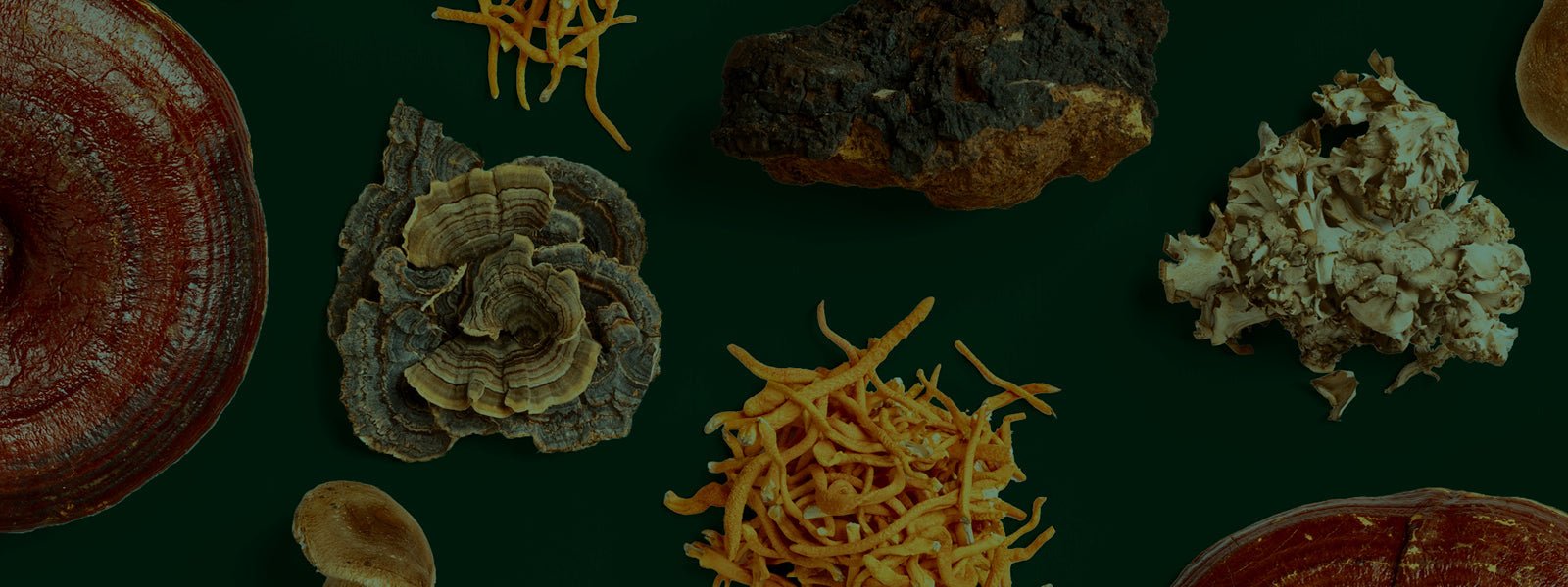 <p>Mushroom Power</p>