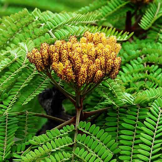 <p>Quercetin Supplements & Herbal Blends</p>