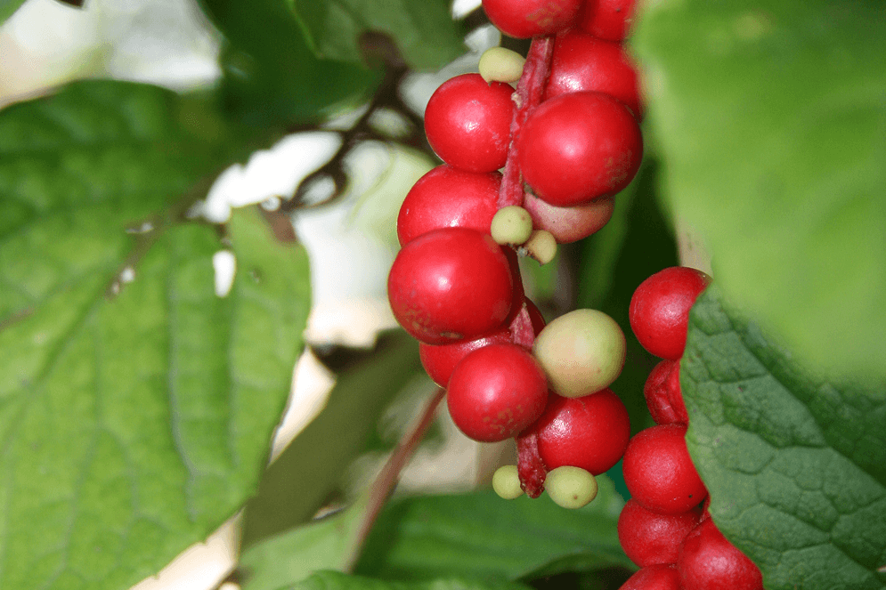 <p>Schisandra Supplements</p>