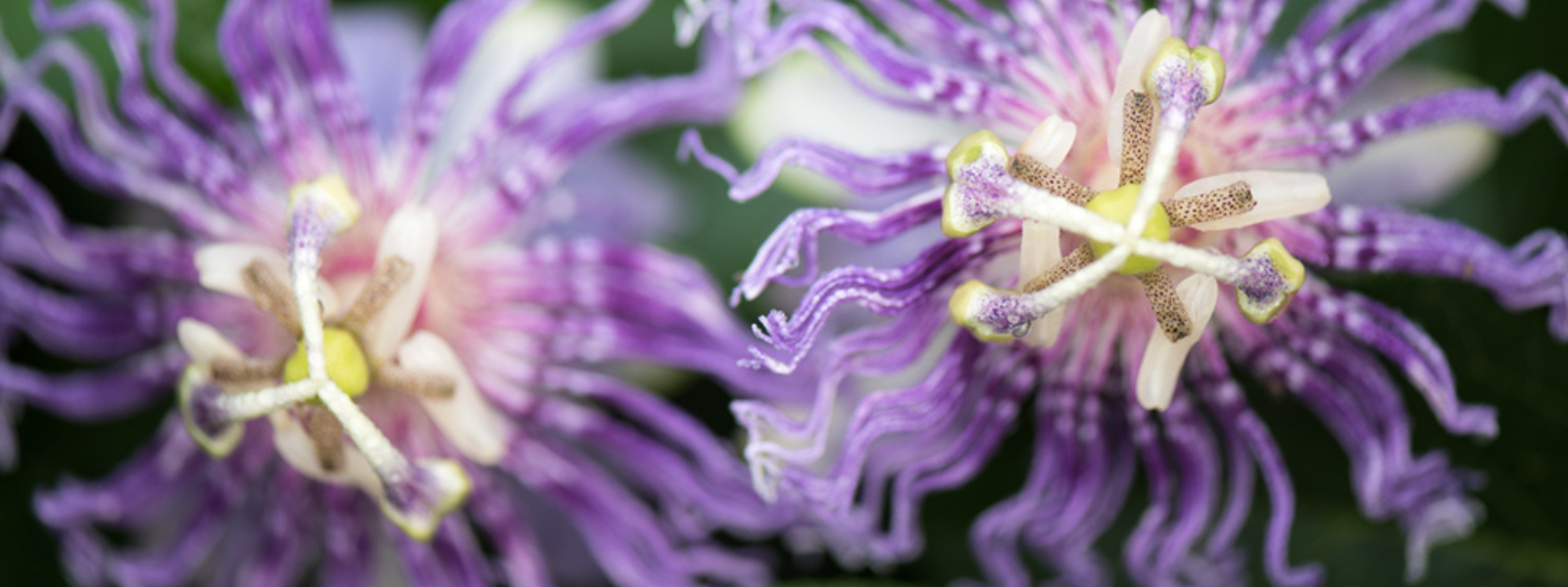 <p>Passionflower Supplements</p>