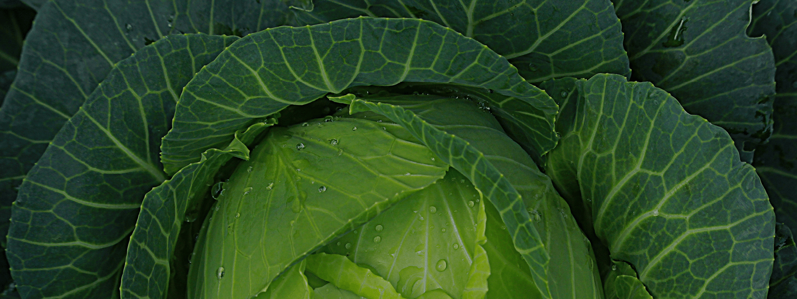 <p>The Power of Postbiotics</p>