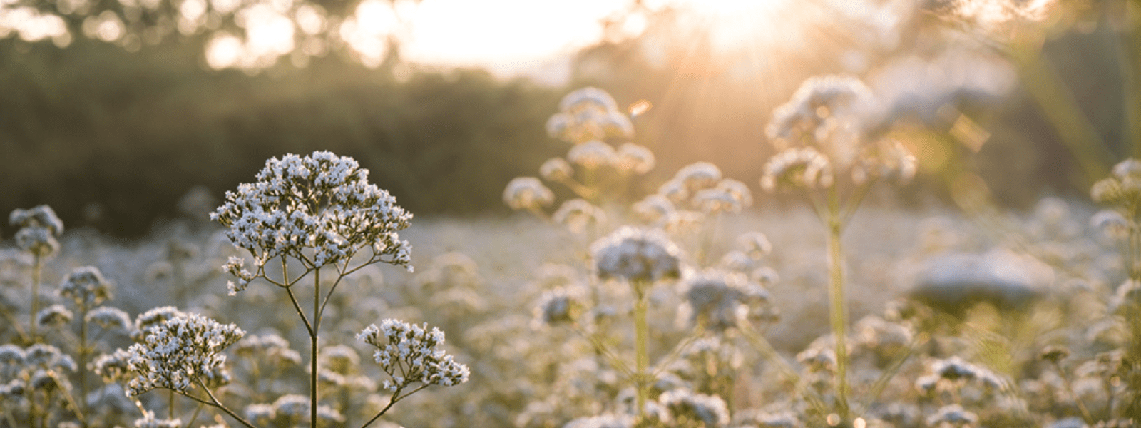 <p>Valerian Supplements</p>