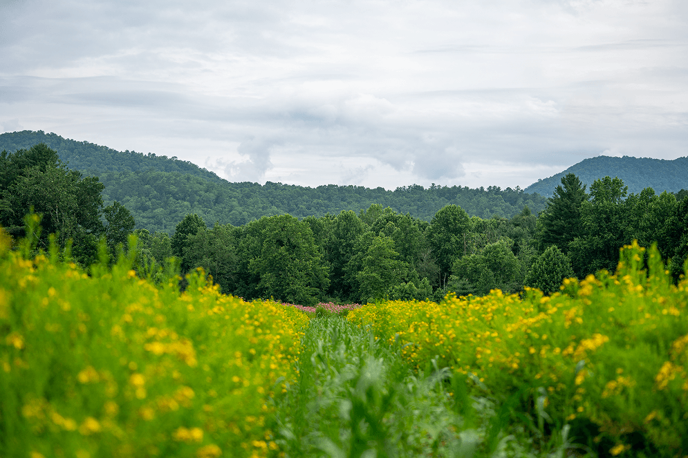 <p>St. John's Wort Supplements</p>