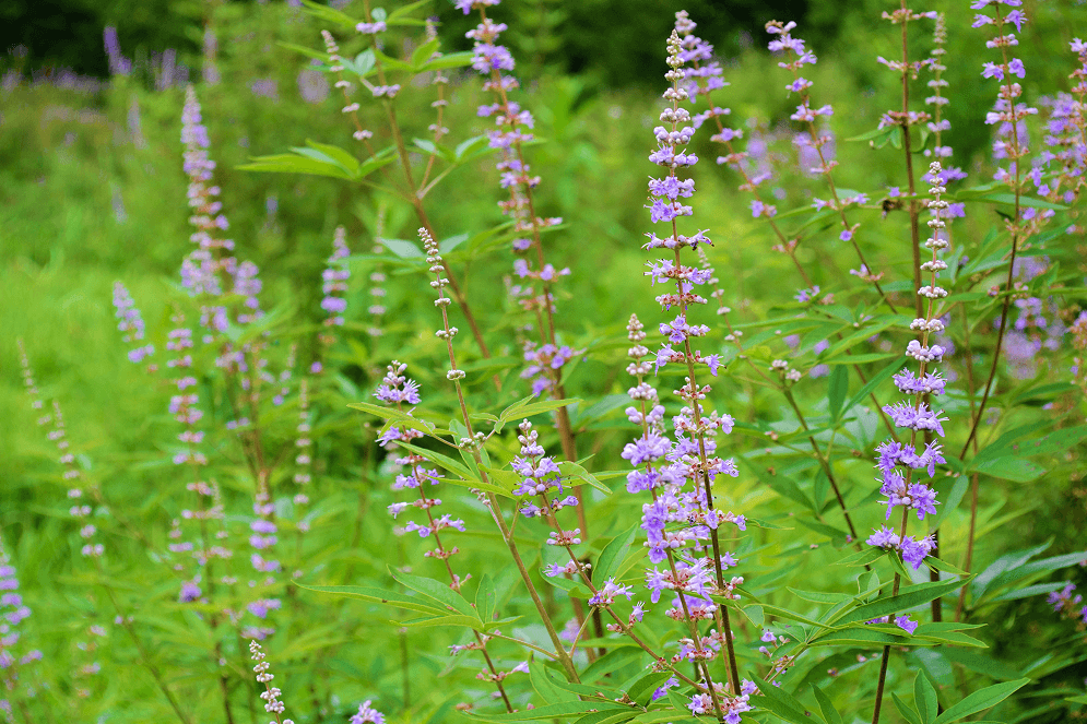 <p>Vitex Berry Supplements</p>