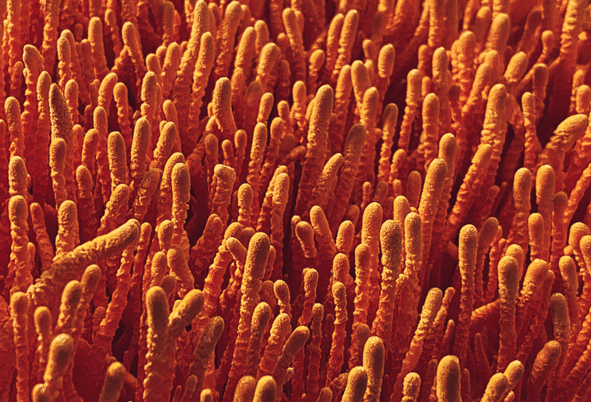 <p>Cordyceps Collection</p>