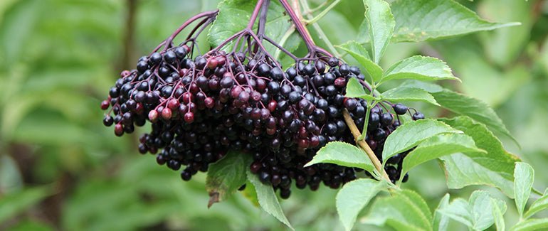 <p>Black Elderberry</p>
